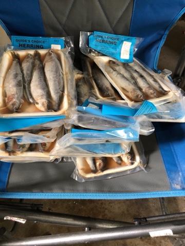 Is Herring Still Legal? - Michigan Waters Fishing Reports - Salmon